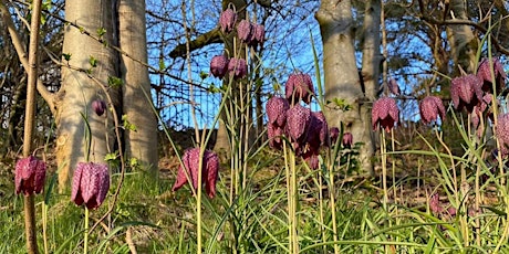 Yorkhill Green Spaces Wildflower Planting & Spring Nature Treasure Hunt