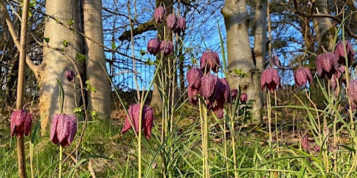 Imagem principal do evento Yorkhill Green Spaces Wildflower Planting & Spring Nature Treasure Hunt