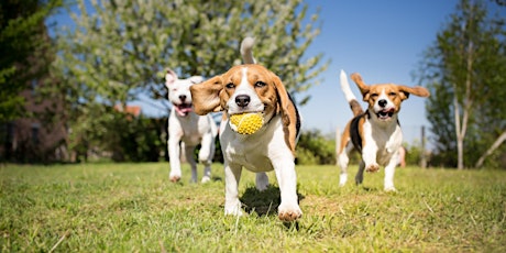 ADF Members & Families Event - Bark Brigade