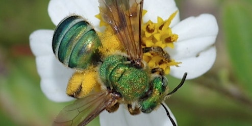 Image principale de Bee and Butterfly Bioblitz Citizen Science Workshop