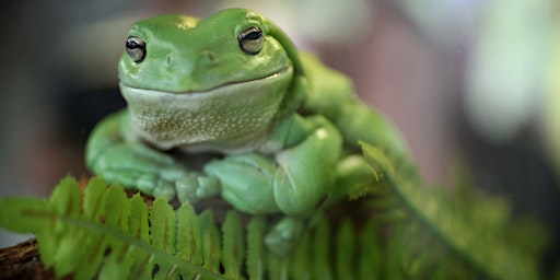 Primaire afbeelding van Caring for wetlands and the climate: views from the Australian Museum