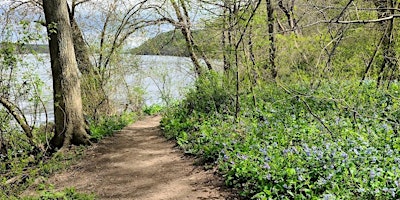 Imagen principal de Susquehanna Bluebell, Wildflower & Spring Wildlife Hike