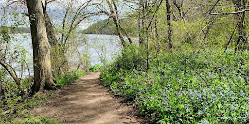 Primaire afbeelding van Susquehanna Bluebell, Wildflower & Spring Wildlife Hike