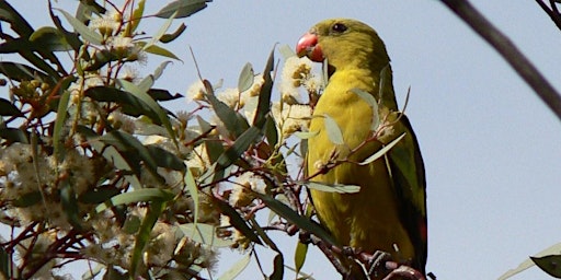 Imagen principal de Native Vegetation Workshop  - 11 April, Murraylands and Riverland