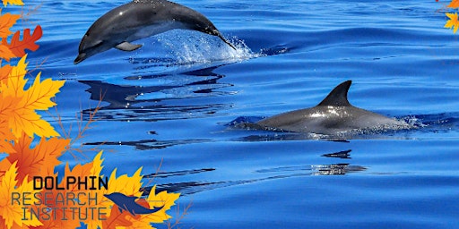 Dolphin Identification primary image