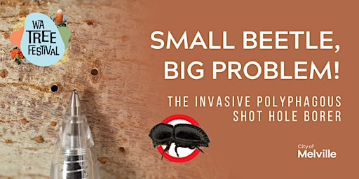 Imagem principal do evento Small beetle, big problem! The invasive Polyphagous Shot-Hole Borer.