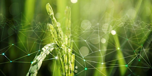 Image principale de UK Plant Phenomics Conference & Townhall  4th – 5th September 2024