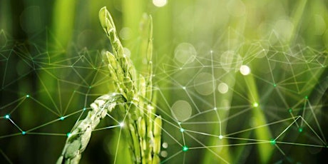 UK Plant Phenomics Conference & Townhall  4th – 5th September 2024