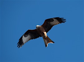 Hauptbild für Capture the Moment with 'Nature to your Home' Photography Workshop