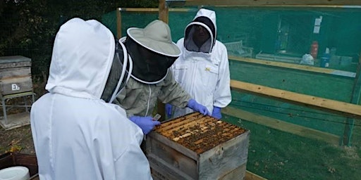 Beekeeper Taster Day primary image