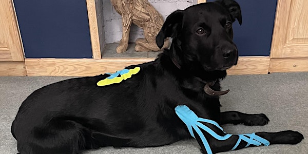 Canine Kinesiology Taping Workshop