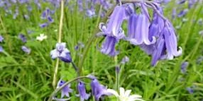 Bluebell & Spring Flower Walk  at Ryton Pools Country Park primary image