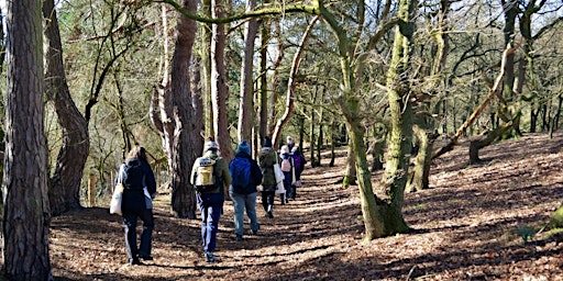 Primaire afbeelding van Kings Forest Stroll: Tea, Trees and Trails