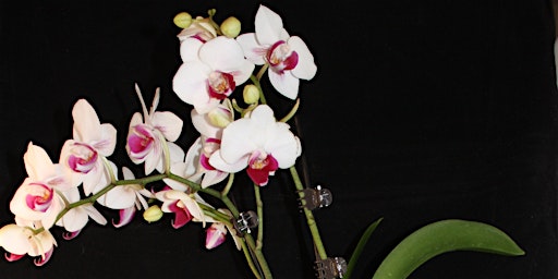 Imagem principal do evento Repotting Orchids