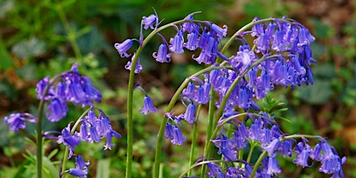 Imagem principal do evento Nuthatch Retreats - Bluebell Walk with Mindfulness