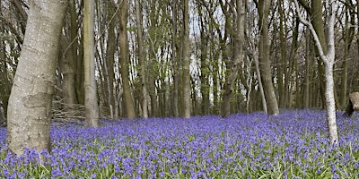 Hauptbild für Woodland Walk (Tuesday)