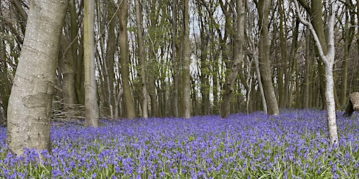 Hauptbild für Woodland Walk (Tuesday)