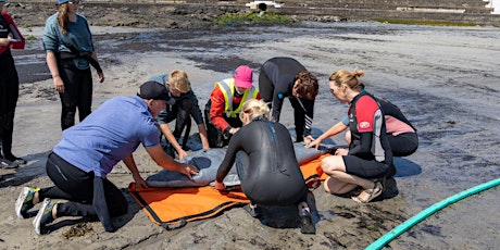 Cork - Cetacean Live Stranding Training Course