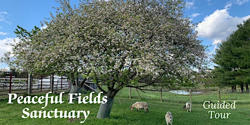 Primaire afbeelding van April Guided Tour of Peaceful Fields Sanctuary