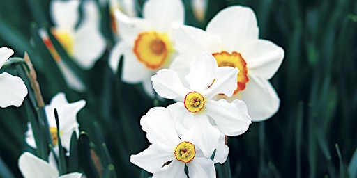 Hauptbild für Blithewold in Bloom: A 2024 American Daffodil Society Show