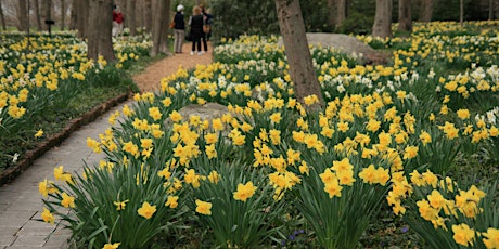 The Narcissi (Daffodils) with Dan Christina: April 16