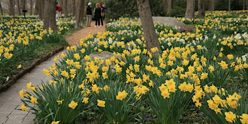 Primaire afbeelding van The Narcissi (Daffodils) with Dan Christina: April 16