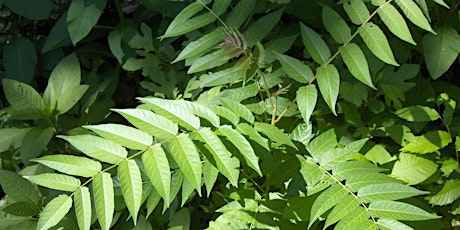 Identify and Control Non-Native Invasive Plants in Spring: Part 2