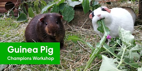 Guinea Pig Champion Workshop