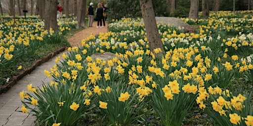 Primaire afbeelding van The Narcissi (Daffodils) with Dan Christina: April 23