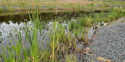 Guided Walk – Reedbed Systems Tour primary image