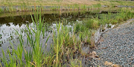 Guided Walk – Reedbed Systems Tour primary image