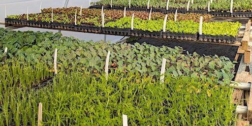 Primaire afbeelding van 2024 Plant Sale