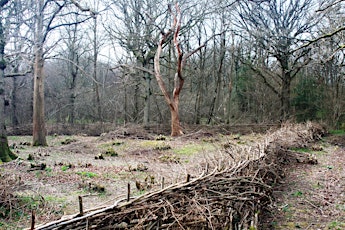 Ancient woodland restoration and coppice management nr Leeds