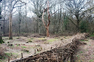 Ancient woodland restoration and coppice management nr Leeds primary image