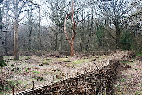 Ancient woodland restoration and coppice management nr Leeds