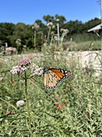 The Power of Pollinators Presentation - World Migratory Bird Day primary image