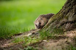 Primaire afbeelding van Get creative for Hedgehogs (ELC 2511)