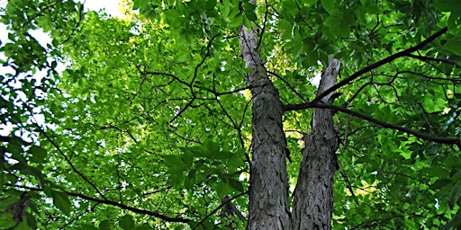 City of Takoma Park Arbor Day Celebration and Tree Walk 1 - 10:15 Start  primärbild