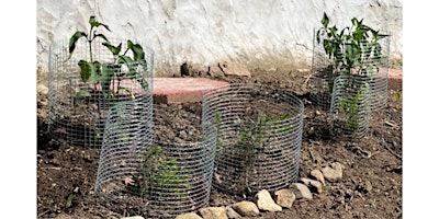 Imagen principal de HATCH: Pest Prevention Cages *Sustainability Series*