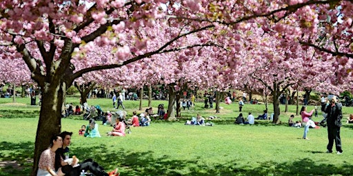 Imagem principal de Cherry Blossom Season at Brooklyn Botanic Garden with ISAB
