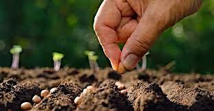 Hauptbild für Community Service: Seed Library Packaging