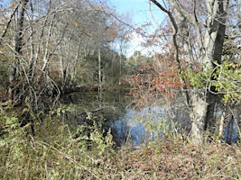 Imagen principal de Vernal Pool Conservation Workshop