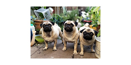 Hamilton Pug Grumble x Terra Greenhouses (Hamilton Location)