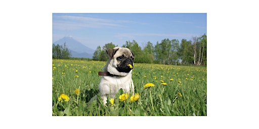 Hamilton Pug Grumble x Terra Greenhouses (Waterdown Location) primary image