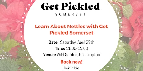 All about nettles  with Get Pickled Somerset