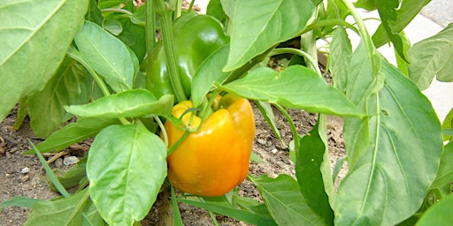 Hauptbild für All Things Summer Vegetables