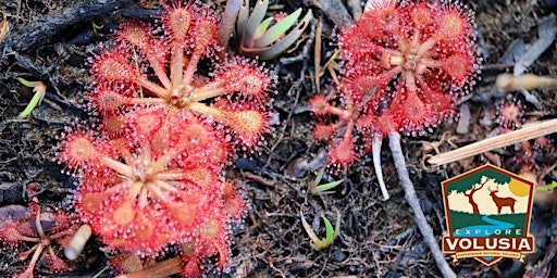 Primaire afbeelding van Carnivorous Plants Bike Ride