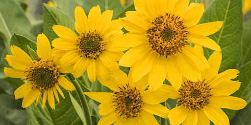 Hauptbild für Spring Shinrin Yoku Walk