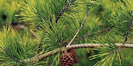 Conifers of Blithewold