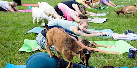 Goat Yoga @ Wellness Way fairview Heights, Illinois